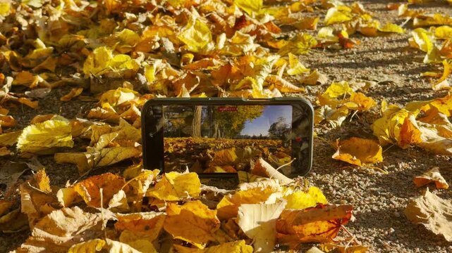A smartphone rests on golden autumn leaves, recording the scenery in slow motion in Catherine Park, Pushkin, Saint Petersburg. This peaceful scene evokes calm, nostalgic feelings.
