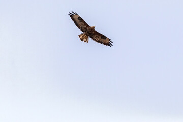 Fijando su objetivo. Busardo ratonero (Buteo, buteo) © FranciscoJose