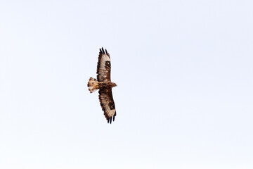 Busardo ratonero (Buteo, buteo) patrullando por la zona  © FranciscoJose