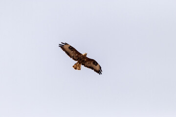 Busardo ratonero (Buteo, buteo) ascendiendo para observar mejor © FranciscoJose