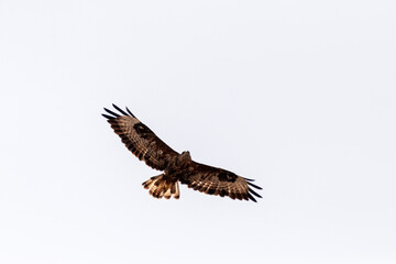 Planeando a favor del viento. Busardo ratonero (Buteo, buteo) © FranciscoJose