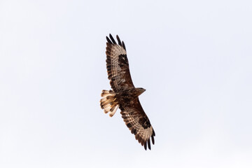 Buscando algo que cazar. Busardo ratonero (Buteo, buteo) © FranciscoJose