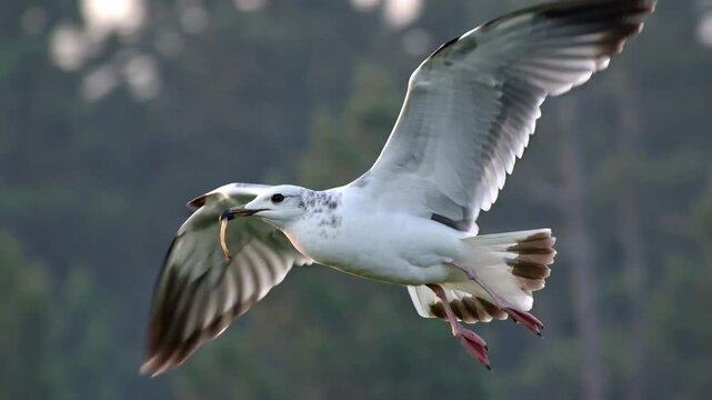 Wild Seabird Hunting Fish with Wings Fully Spread