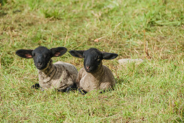 Two lambs rest in a grassy pasture during the day © Jill Dundee