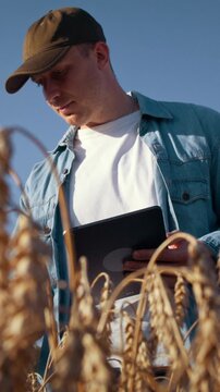 Farmer with digital tablet checks ripe wheat quality in field