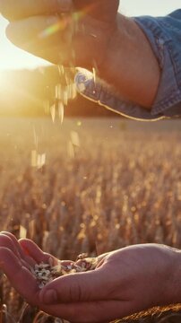 Farmer pours grains into hand while checking harvest quality