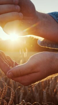 Male farmer examines grains with hand during sunset harvesting