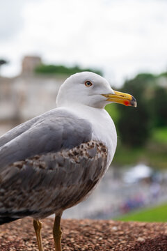 Wild seagull standing on the wall, Roma
