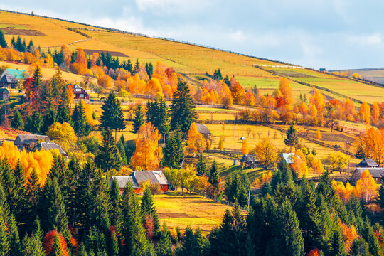 countryside area with rolling hills in Carpathian mountains at sunset. beautiful autumn landscape. travel background with meadows and forest of Mizhhiria district, Ukraine