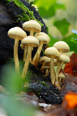 mushrooms in the forest © Yasin