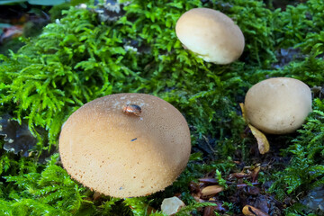 mushrooms in the grass © Yasin