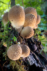 mushrooms in the forest © Yasin