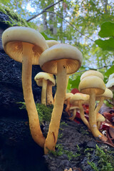 mushroom in the forest © Yasin