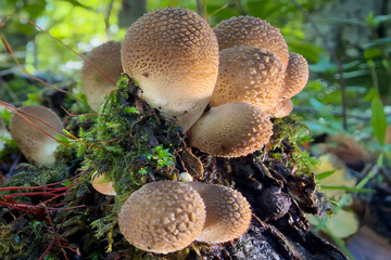 mushrooms in the forest © Yasin