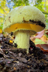 orange cap boletus © Yasin