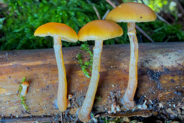 mushrooms in the forest © Yasin