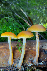mushrooms in the forest © Yasin
