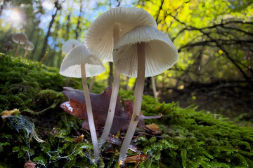 mushroom in the forest © Yasin