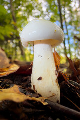 mushroom in the forest © Yasin