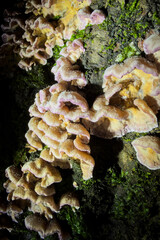 mushrooms on a tree © Yasin