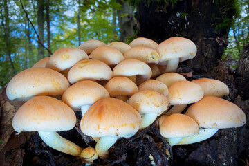 mushrooms in the forest © Yasin