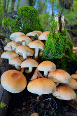 mushrooms in the forest © Yasin