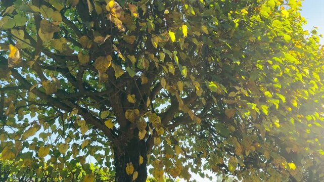 POV walkthrough of an empty autumn tree canopy shot on stabilizer. Smooth forward camera motion, no people. A serene, calming mood fills Catherine Park, Pushkin, Saint Petersburg.