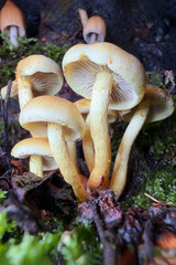 mushrooms in the forest © Yasin
