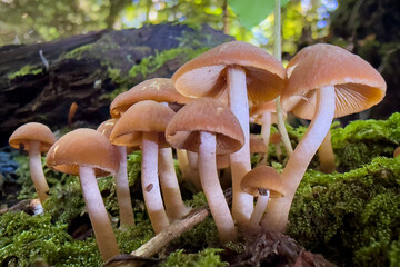mushrooms in the forest © Yasin