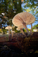 mushroom in the forest © Yasin