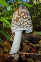 mushroom in the forest © Yasin