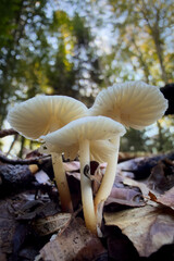 mushrooms in the forest © Yasin