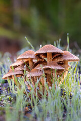 mushroom in the forest © Yasin