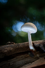 mushroom in the forest © Yasin