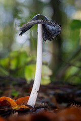 mushrooms in the forest © Yasin
