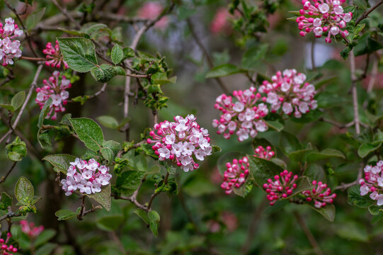 Viburnum bodnantense early spring flowering shrub, group of pink white flowers and buds in bloom with green leaves