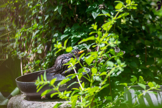 Common blackbird Turdus merula bathing in garden bird bath among flowers, urban wildlife in bird friendly gardens