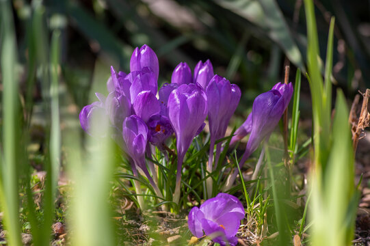 Bunch of flowering crocus vernus plants, group of bright colorful blue purple violet early spring flowers in bloom