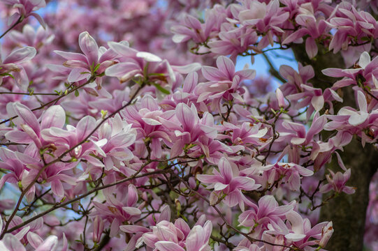 Magnolia soulangeana also called saucer magnolia flowering springtime tree with beautiful pink white flower on branches