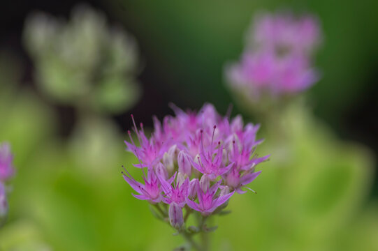 Purple Stonecrop flowers blooming above succulent foliage with delicate pink blossoms and soft green background in late summer
