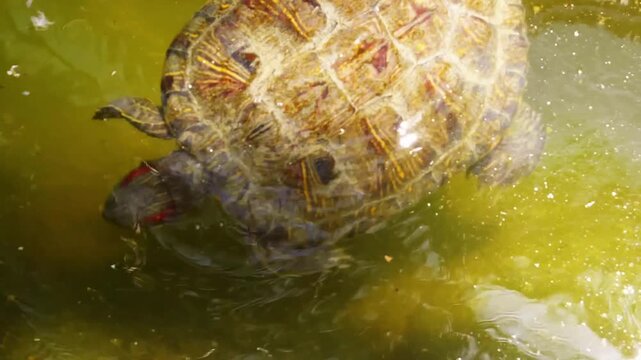Turtle gliding through murky green water, revealing detailed shell patterns while swimming upward toward surface, natural underwater lighting displaying suspended particles.