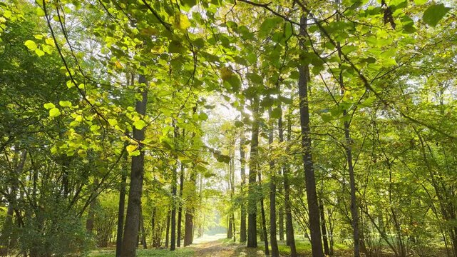 POV walkthrough of an empty autumn forest in Catherine Park, Pushkin, Saint Petersburg shot on stabilizer. Smooth forward camera motion, no people. A serene, peaceful feeling fills the air.