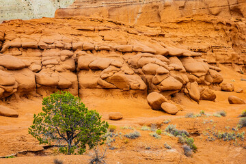 Layered red sandstone rocks and solitary juniper in Utah © PhotoSpirit
