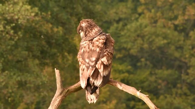 Junger Seeadler putzt sich