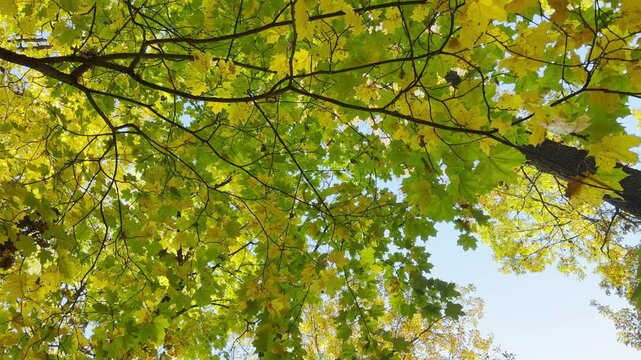 POV tilt shot of an empty autumn tree canopy shot on stabilizer. Smooth camera motion, no people. A serene, peaceful feeling fills Catherine Park, Pushkin, Saint Petersburg.