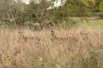 Two young Roe Deer's in long grass in a field in autumn. English countryside view.  © Piaffe Photography