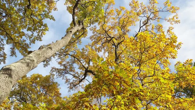 Golden autumn leaves sway gently against the bright sky. A peaceful, joyful mood fills Catherine Park, Pushkin, Saint Petersburg during a smooth pan shot.