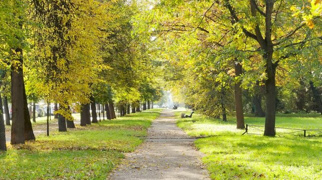 Golden leaves fall gently along a quiet path. A peaceful, nostalgic mood fills the autumn park in Pushkin, Saint Petersburg, shown in slowmo.