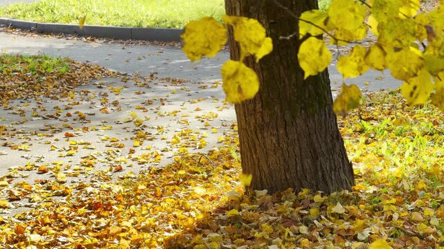 Golden leaves fall gently in slow motion. A peaceful autumn park in Pushkin, Saint Petersburg brings serene joy.