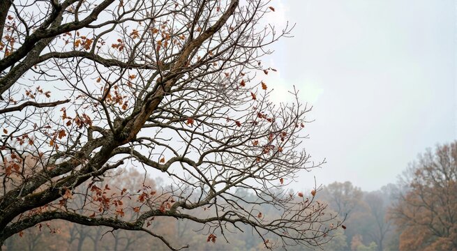 Bare autumn tree branches with a few brown leaves. Seasonal foliage and natural texture